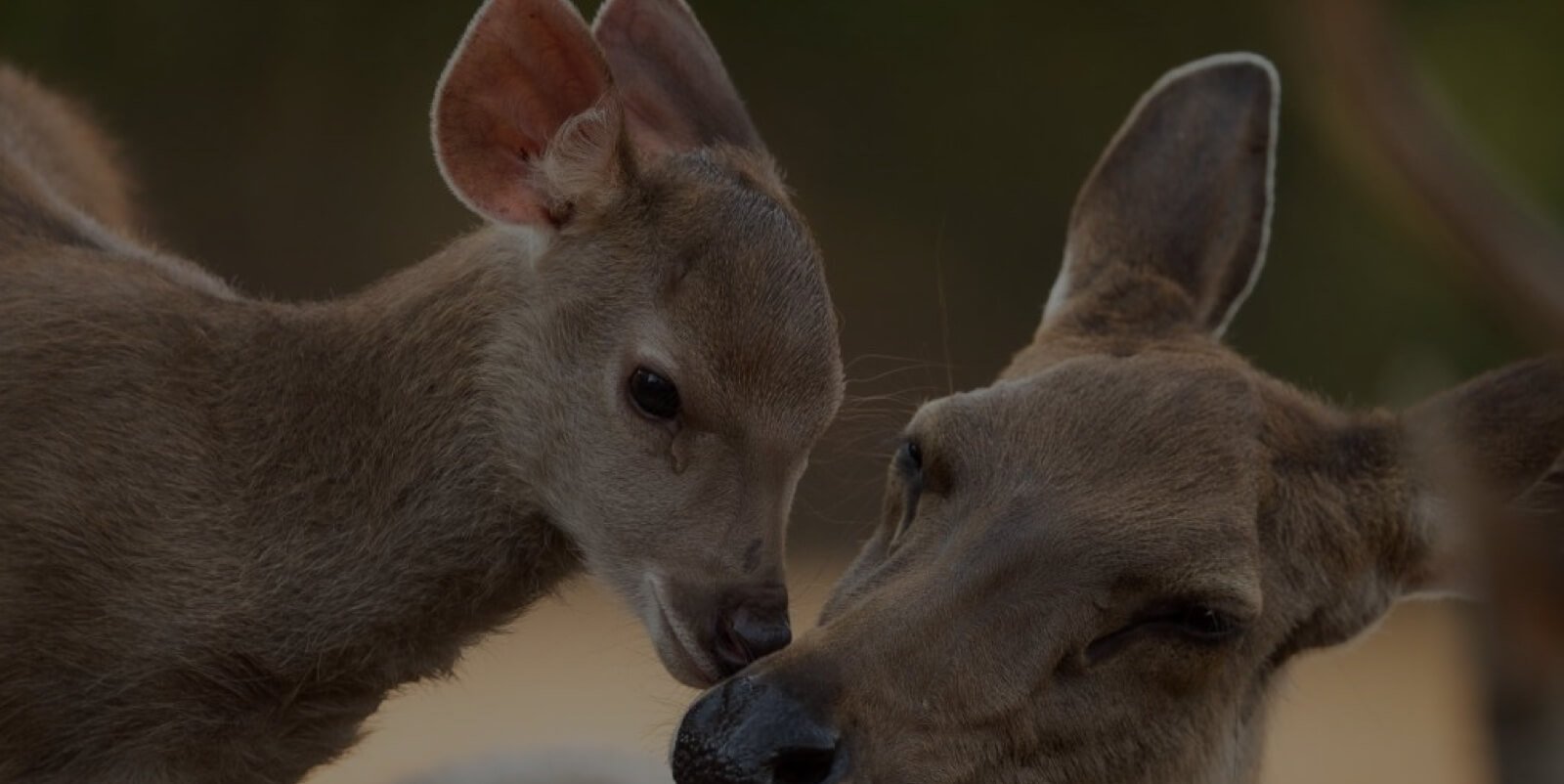 Sambar_Deer.jpg