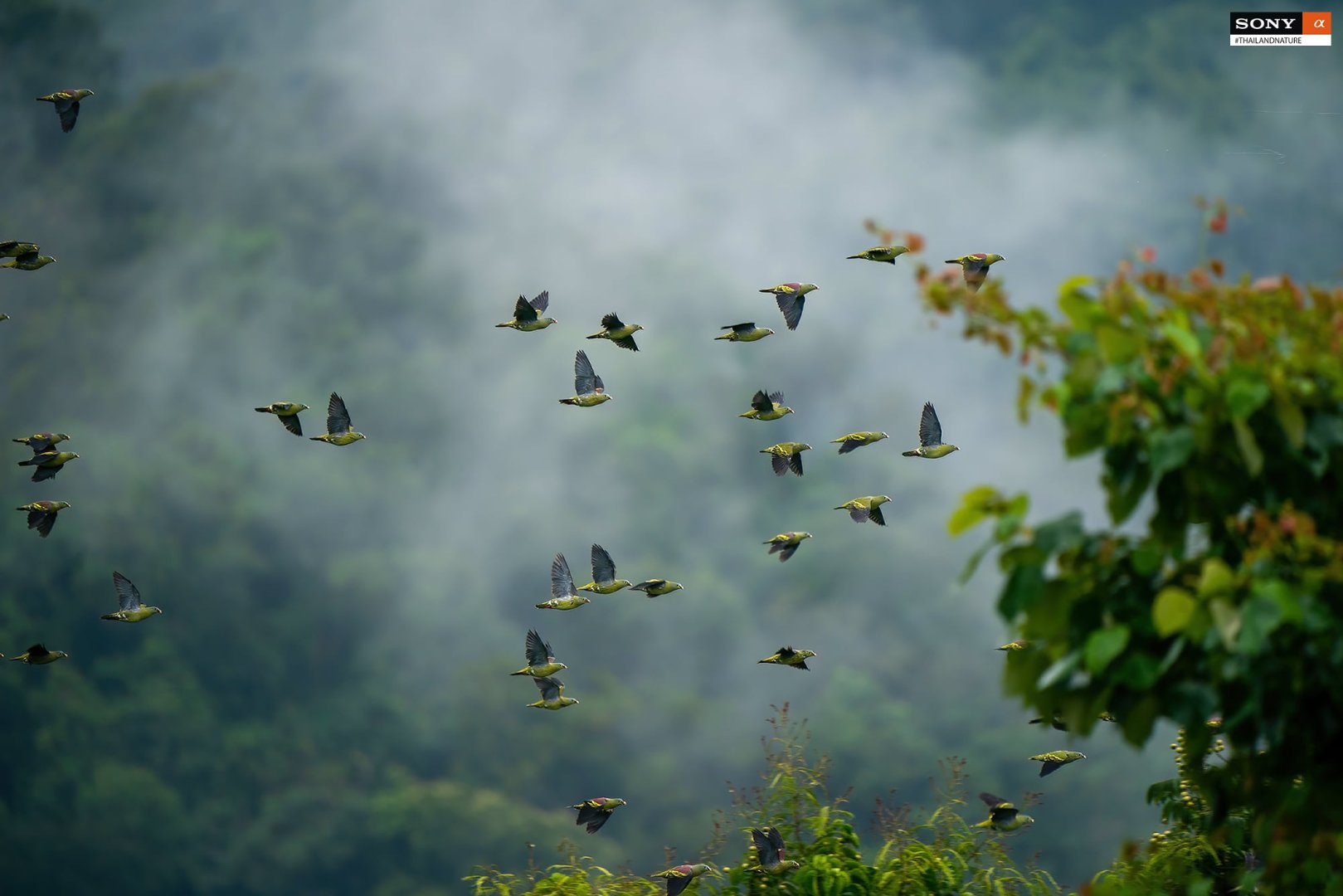 Nathapong Thailandnature7.jpg