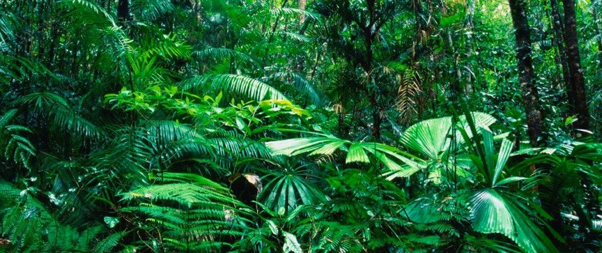 Tropical_Rain_Forest.jpg