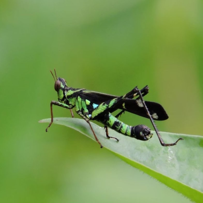 ีunknown สัตว์ป่า_200514_0015.jpg