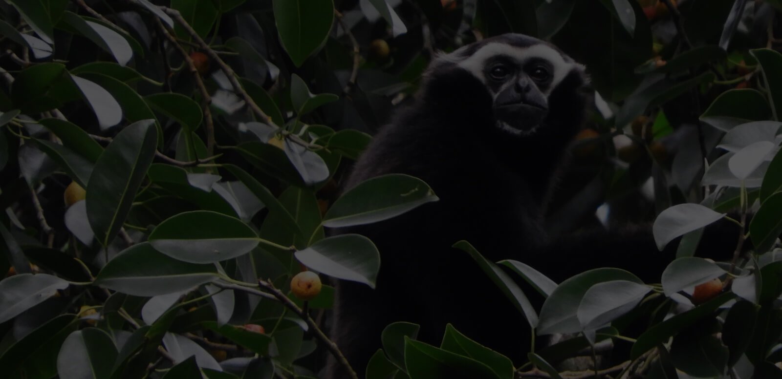 White_handed_Gibbon_Pileated_Gibbon.jpg