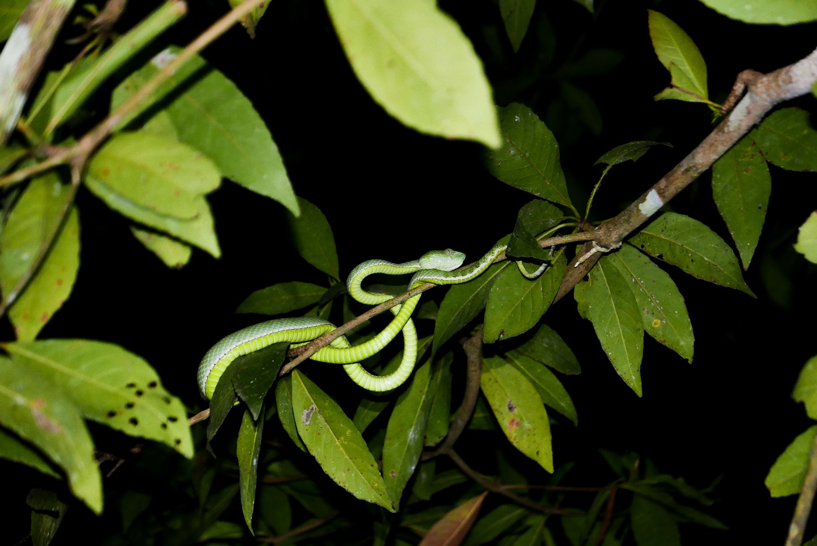 งูเขียวไผ่หางเขียว02.jpg