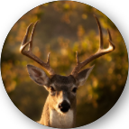 deer.png