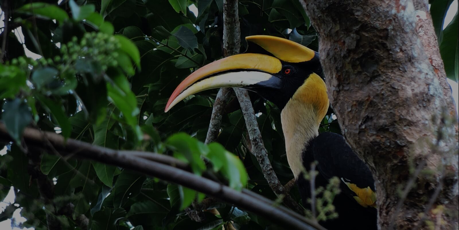 Hornbill.jpg