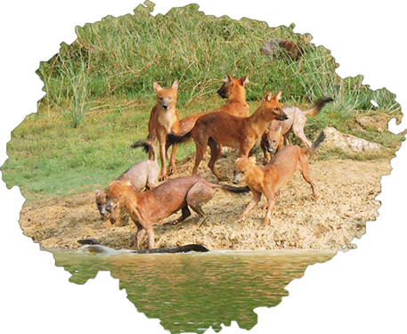 Dhole02.png