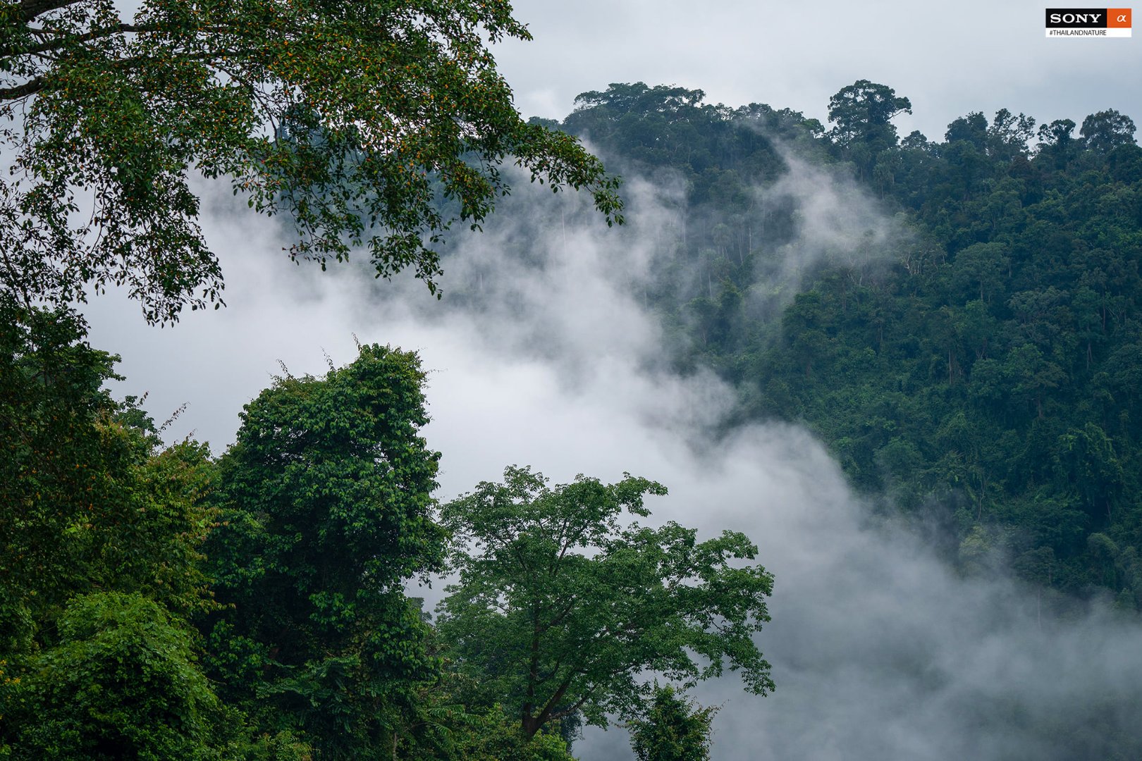 Nathapong Thailandnature6.jpg