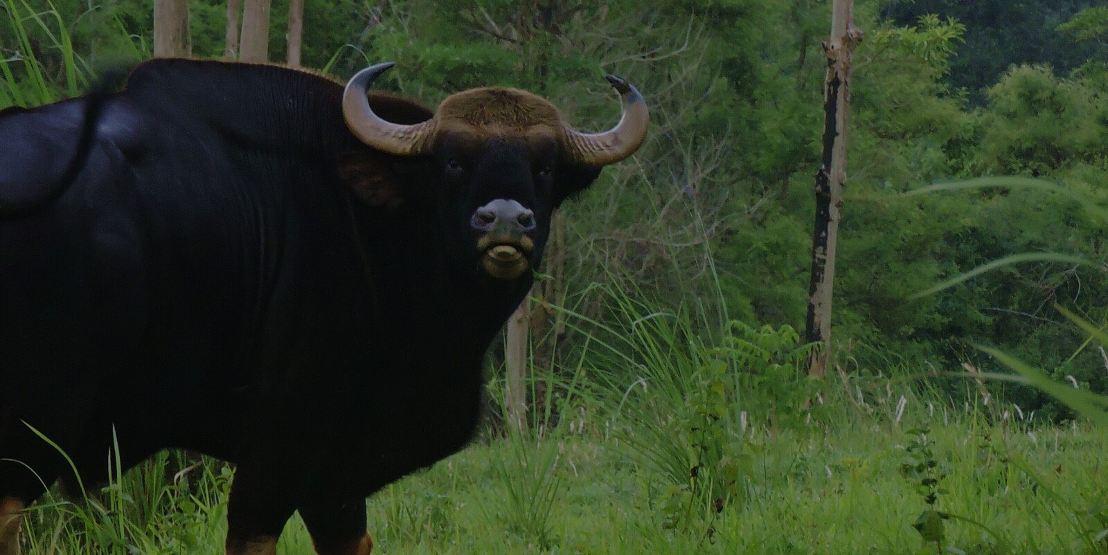 Gaur.jpg