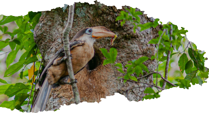 Birdwatching